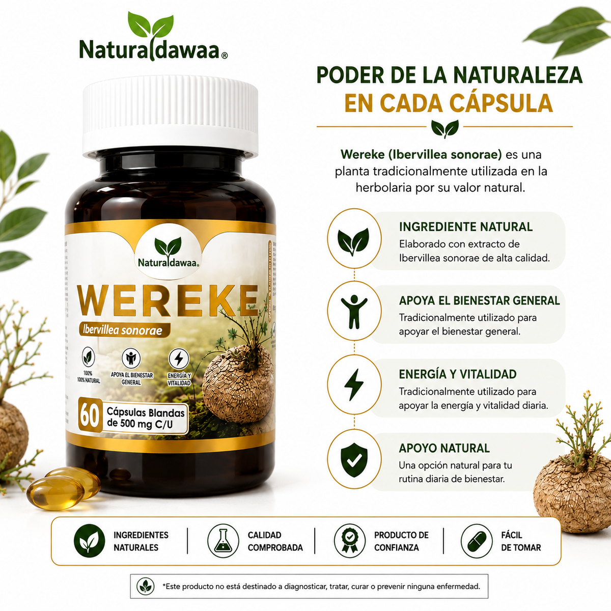 Wereke (Ibervillea sonorae) Herbal Dietary Supplement – 60 Softgels, 500 mg Each